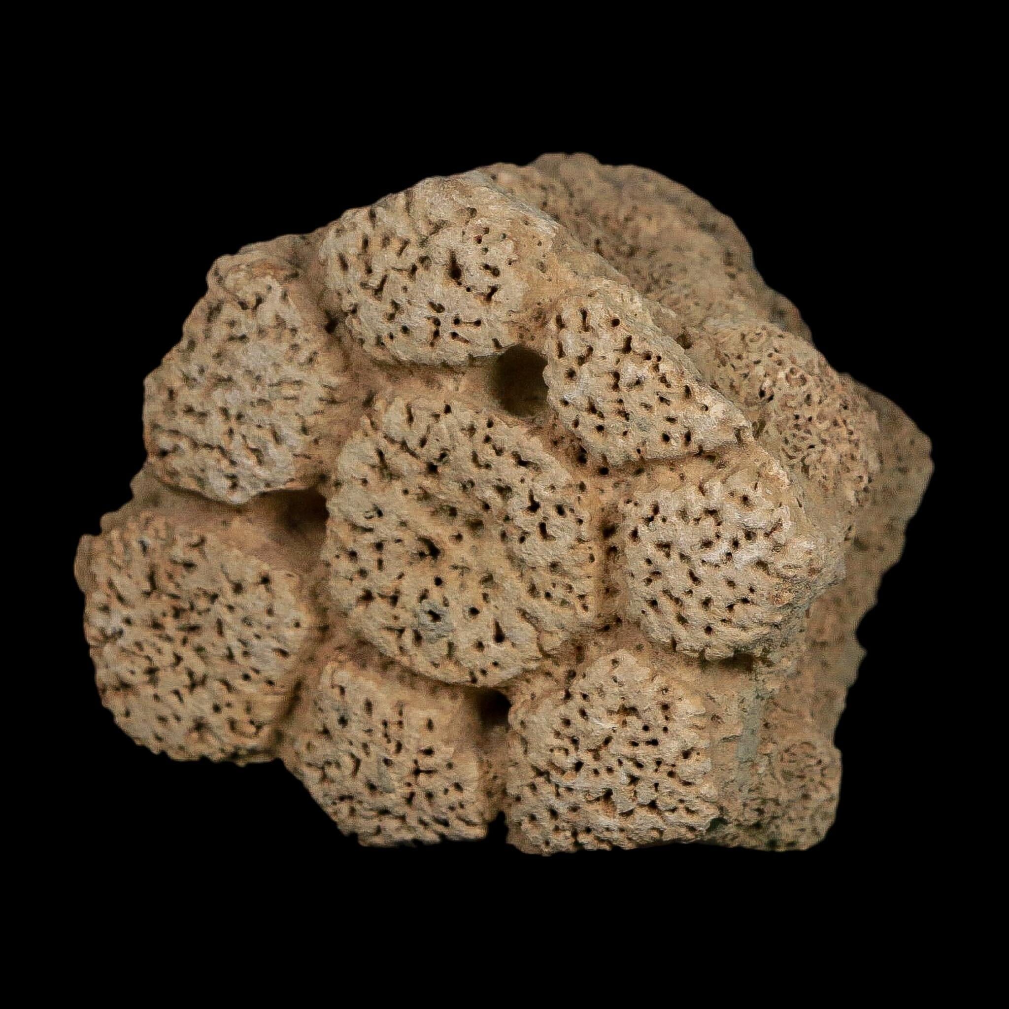 2.6" Glyptodon Fossil Osteoderm Scute Plate Bony Armor Pleistocene Uruguay COA - Fossil Age Minerals