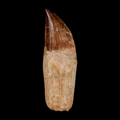 3.2" Mosasaur Prognathodon Anceps Fossil Tooth Rooted Cretaceous Dinosaur Era COA - Fossil Age Minerals