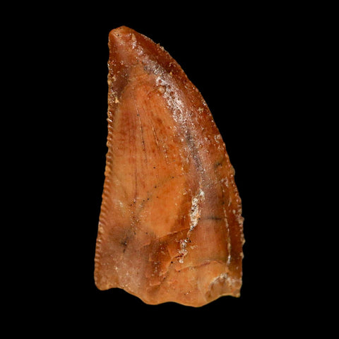 0.8" Abelisaur Serrated Tooth Fossil Cretaceous Age Dinosaur Morocco COA, Display
