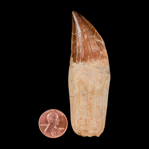 3.2" Mosasaur Prognathodon Anceps Fossil Tooth Rooted Cretaceous Dinosaur Era COA - Fossil Age Minerals