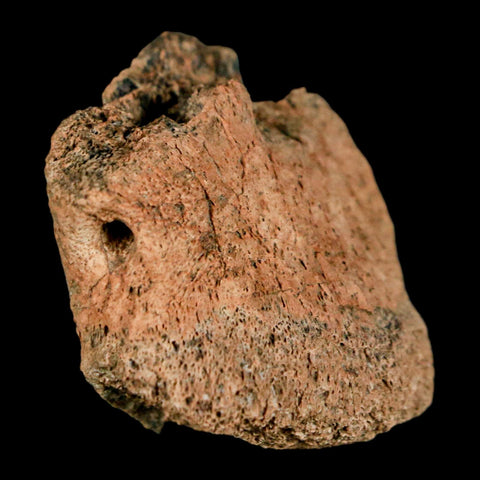 1.4" Pachycephalosaurus Fossil Ungual Bone Montana Cretaceous Dinosaur COA - Fossil Age Minerals