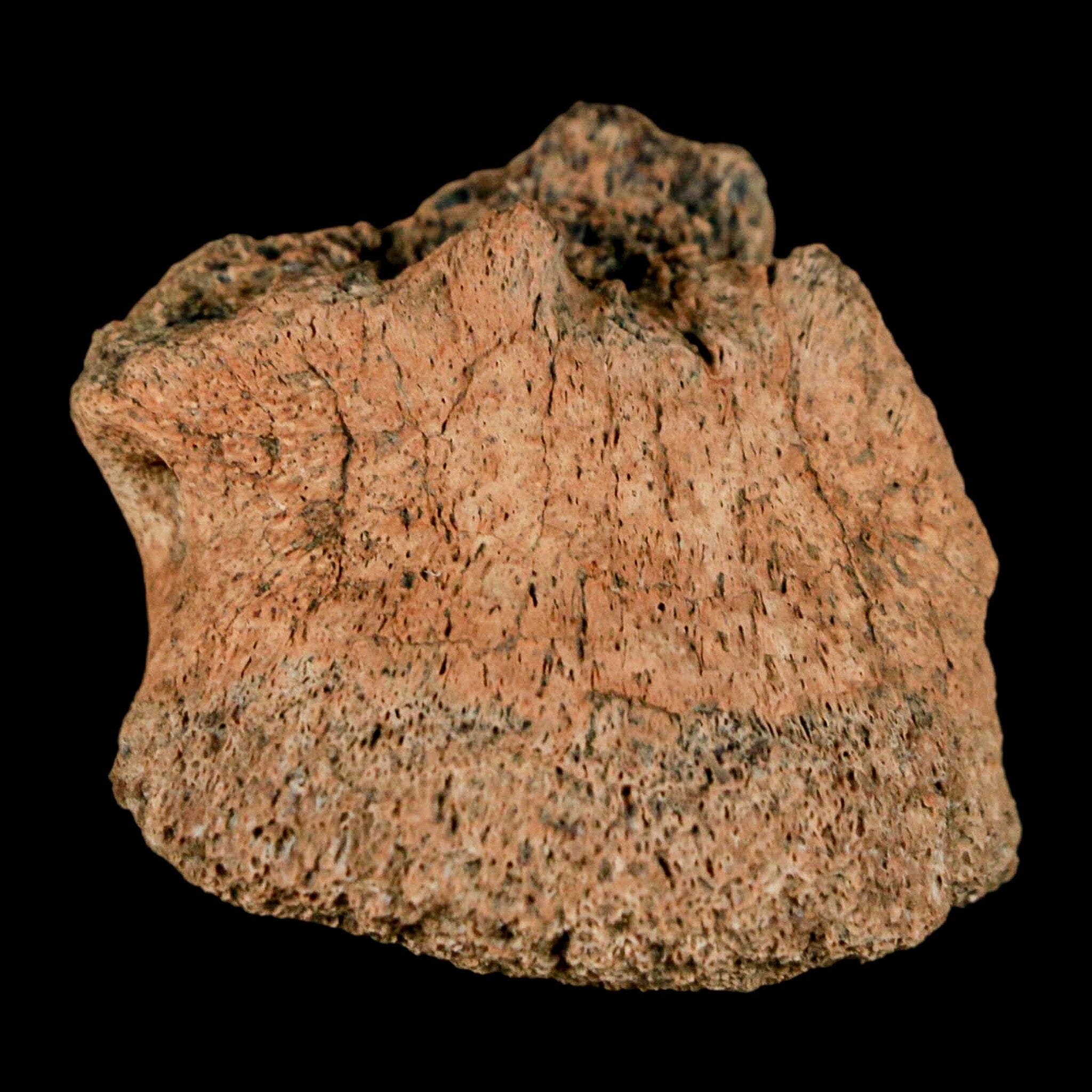 1.4" Pachycephalosaurus Fossil Ungual Bone Montana Cretaceous Dinosaur COA - Fossil Age Minerals