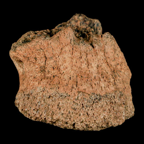 1.4" Pachycephalosaurus Fossil Ungual Bone Montana Cretaceous Dinosaur COA - Fossil Age Minerals