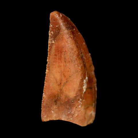 0.8" Abelisaur Serrated Tooth Fossil Cretaceous Age Dinosaur Morocco COA, Display
