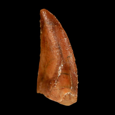 0.8" Abelisaur Serrated Tooth Fossil Cretaceous Age Dinosaur Morocco COA, Display