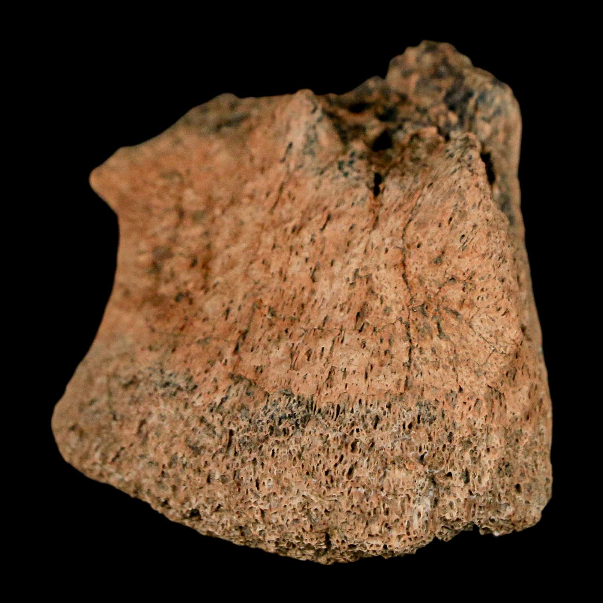 1.4" Pachycephalosaurus Fossil Ungual Bone Montana Cretaceous Dinosaur COA - Fossil Age Minerals
