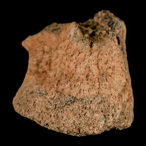 1.4" Pachycephalosaurus Fossil Ungual Bone Montana Cretaceous Dinosaur COA - Fossil Age Minerals