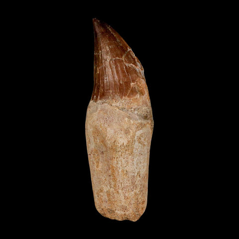 3.2" Mosasaur Prognathodon Anceps Fossil Tooth Rooted Cretaceous Dinosaur Era COA - Fossil Age Minerals
