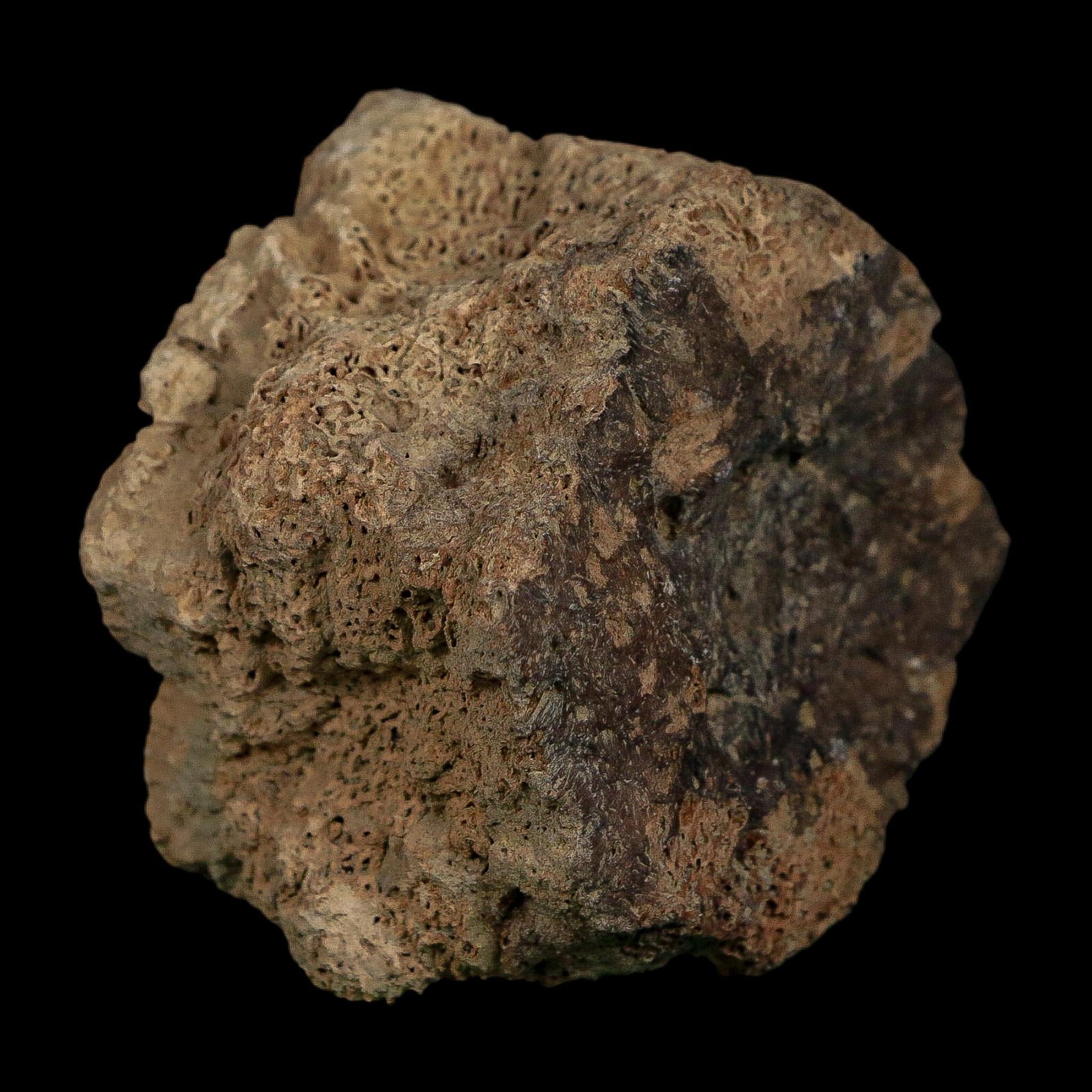 2.6" Glyptodon Fossil Osteoderm Scute Plate Bony Armor Pleistocene Uruguay COA - Fossil Age Minerals