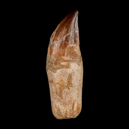 3.2" Mosasaur Prognathodon Anceps Fossil Tooth Rooted Cretaceous Dinosaur Era COA