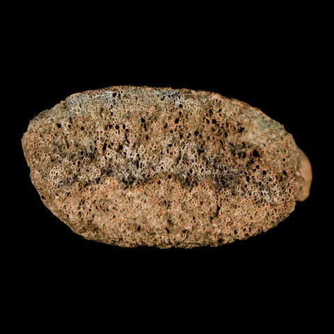 1.4" Pachycephalosaurus Fossil Ungual Bone Montana Cretaceous Dinosaur COA - Fossil Age Minerals