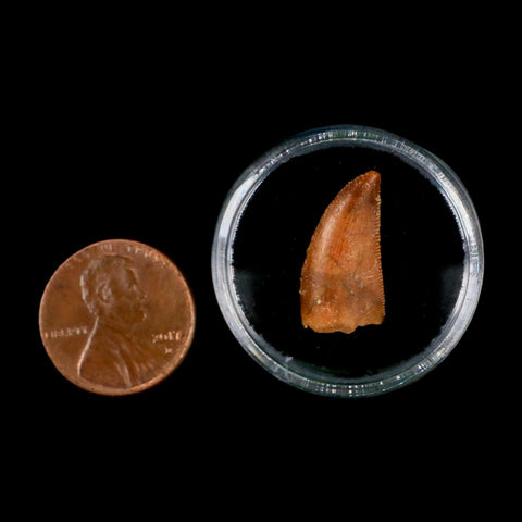 0.8" Abelisaur Serrated Tooth Fossil Cretaceous Age Dinosaur Morocco COA, Display