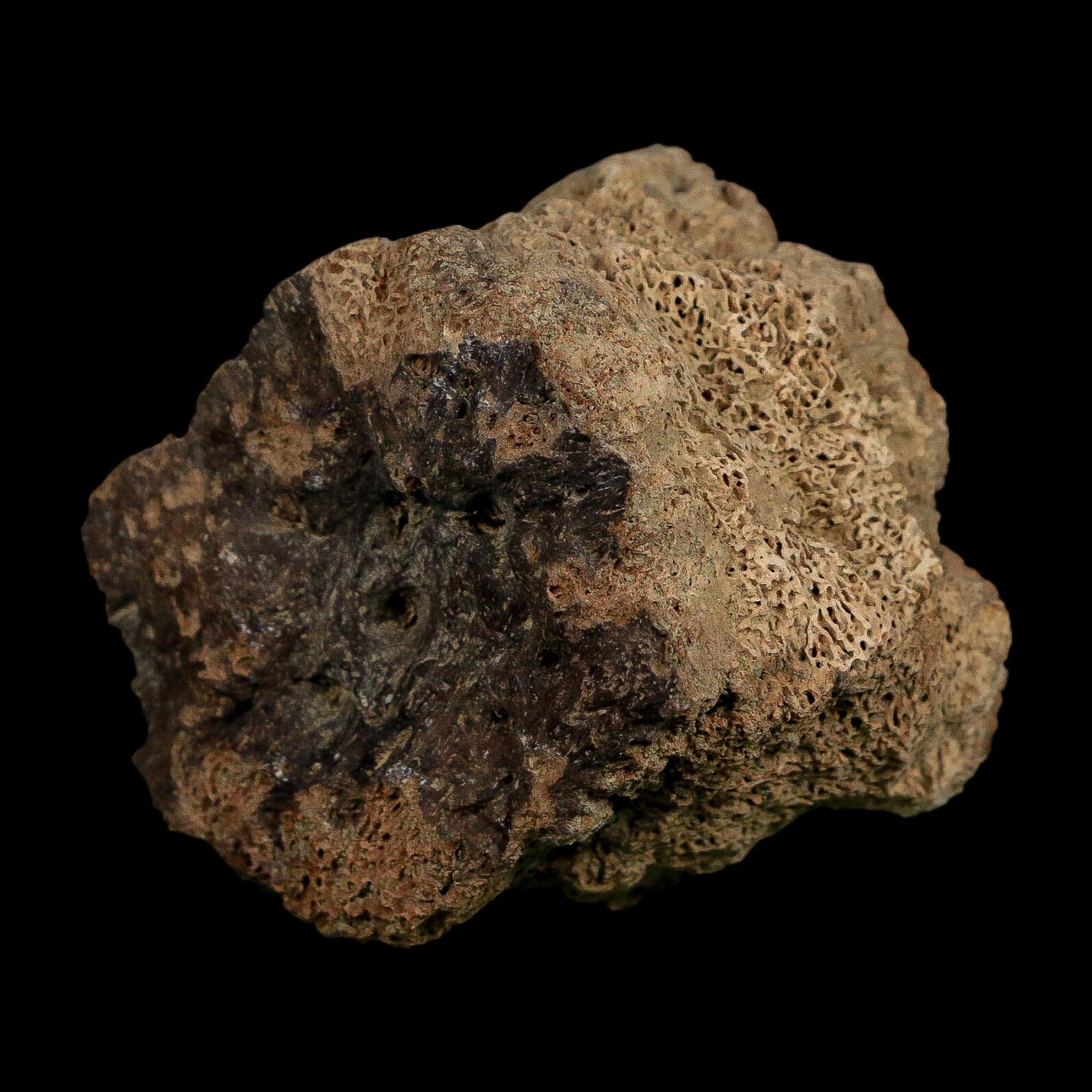 2.6" Glyptodon Fossil Osteoderm Scute Plate Bony Armor Pleistocene Uruguay COA - Fossil Age Minerals
