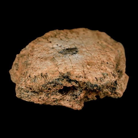1.4" Pachycephalosaurus Fossil Ungual Bone Montana Cretaceous Dinosaur COA - Fossil Age Minerals