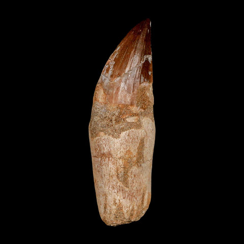 3.2" Mosasaur Prognathodon Anceps Fossil Tooth Rooted Cretaceous Dinosaur Era COA - Fossil Age Minerals