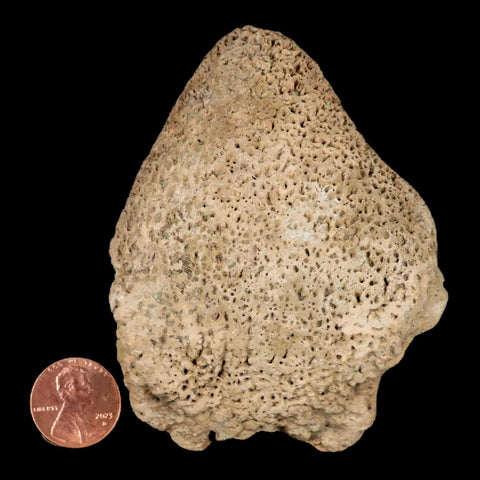 3.4" Glyptodon Fossil Osteoderm Scute Spike Plate Bony Armor Pleistocene Uruguay COA - Fossil Age Minerals