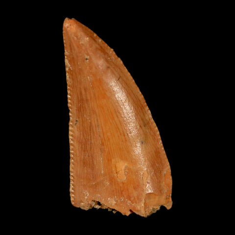 0.7" Abelisaur Serrated Tooth Fossil Cretaceous Age Dinosaur Morocco COA, Display