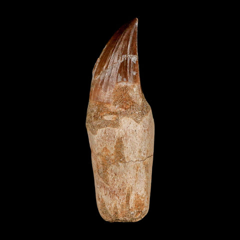 3.2" Mosasaur Prognathodon Anceps Fossil Tooth Rooted Cretaceous Dinosaur Era COA - Fossil Age Minerals