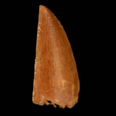 0.7" Abelisaur Serrated Tooth Fossil Cretaceous Age Dinosaur Morocco COA, Display
