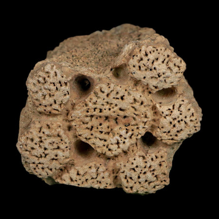 2.3" Glyptodon Fossil Osteoderm Scute Plate Bony Armor Pleistocene Uruguay COA