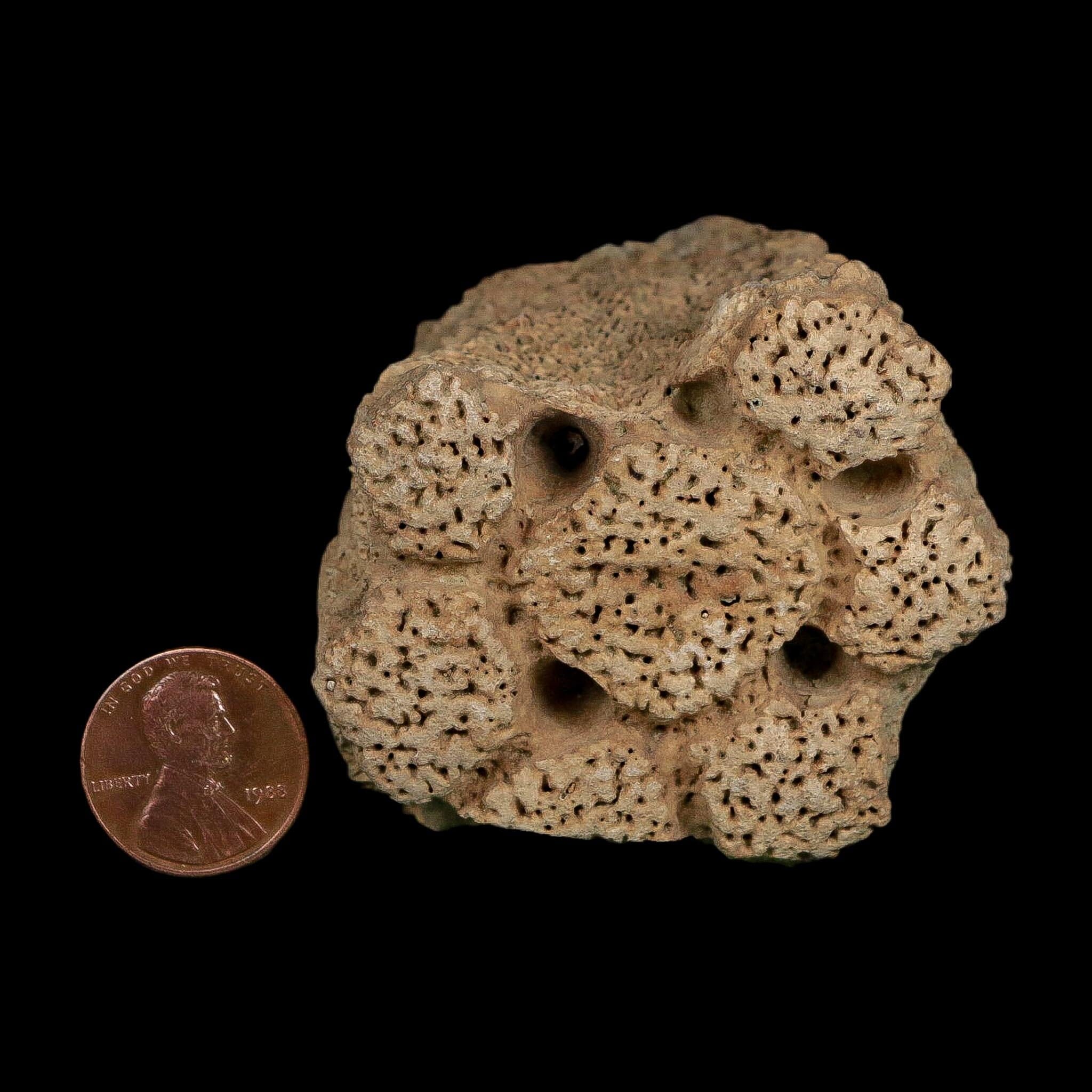 2.3" Glyptodon Fossil Osteoderm Scute Plate Bony Armor Pleistocene Uruguay COA - Fossil Age Minerals