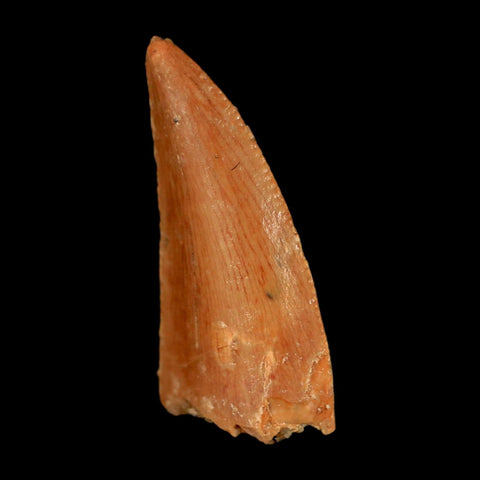 0.7" Abelisaur Serrated Tooth Fossil Cretaceous Age Dinosaur Morocco COA, Display
