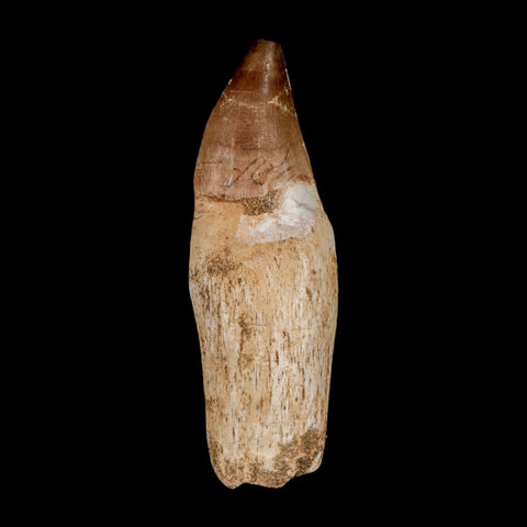 3.5" Mosasaur Prognathodon Anceps Fossil Tooth Rooted Cretaceous Dinosaur Era COA - Fossil Age Minerals