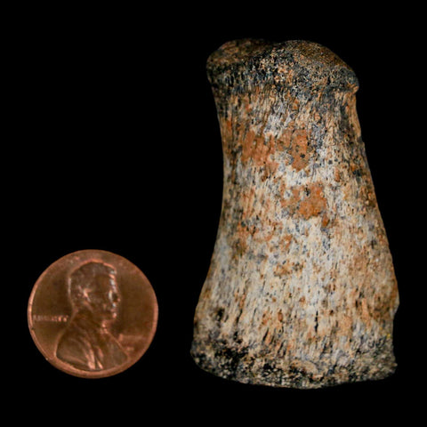 2" Brachylophosaurus Fossil Finger Bone Cretaceous Dinosaur Judith River FM MT COA - Fossil Age Minerals