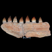 12.3" Mosasaur Platecarpus Fossil Jaw Section Teeth Cretaceous Dinosaur Era COA