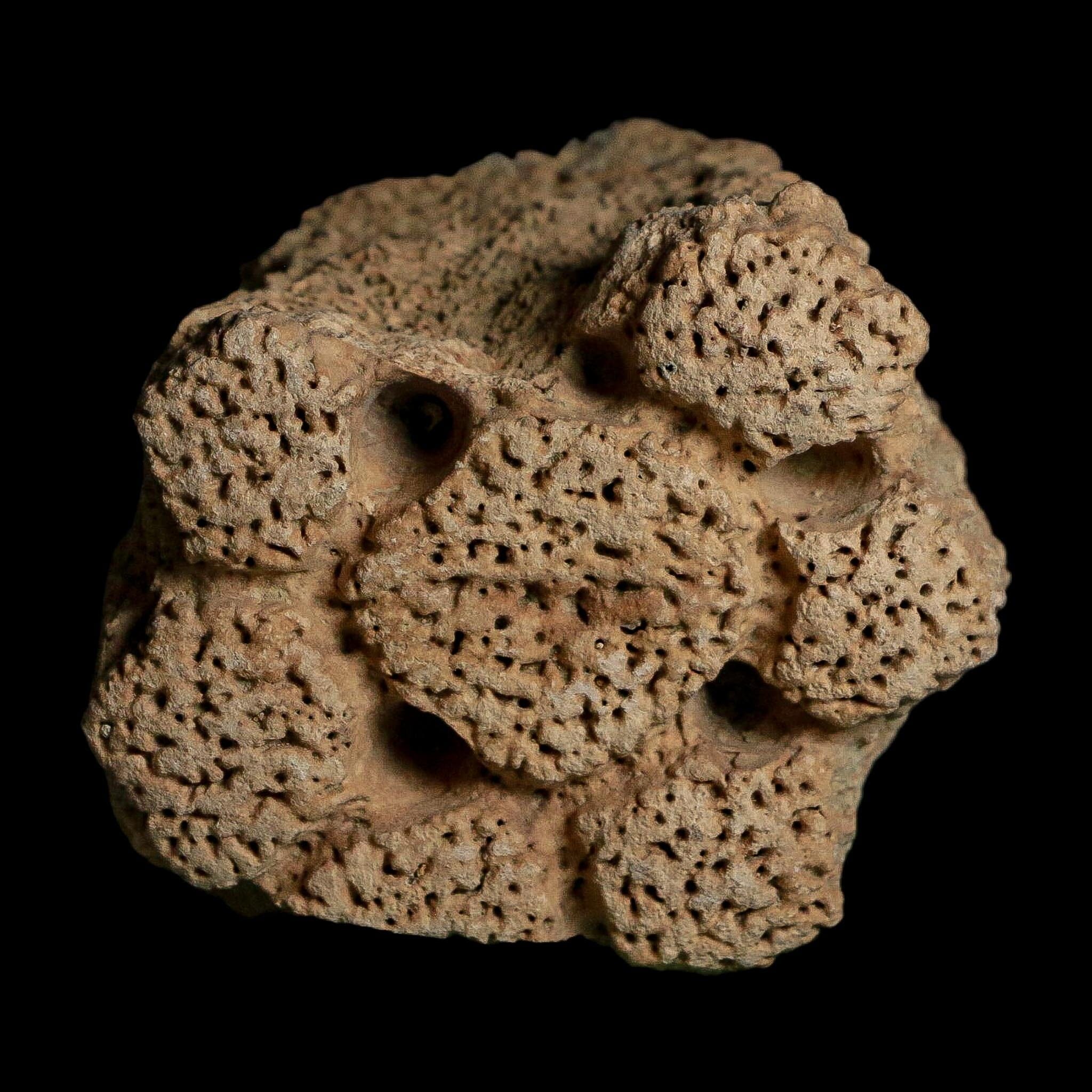 2.3" Glyptodon Fossil Osteoderm Scute Plate Bony Armor Pleistocene Uruguay COA - Fossil Age Minerals