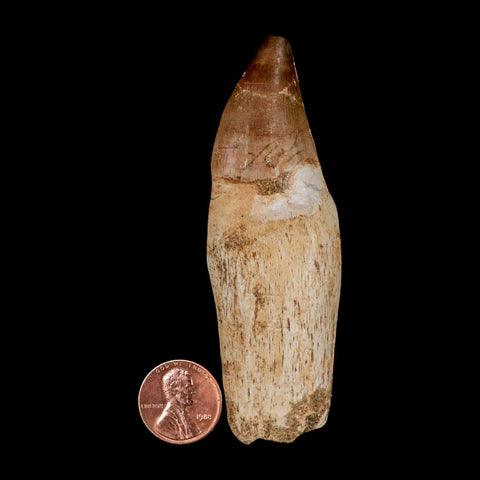 3.5" Mosasaur Prognathodon Anceps Fossil Tooth Rooted Cretaceous Dinosaur Era COA - Fossil Age Minerals