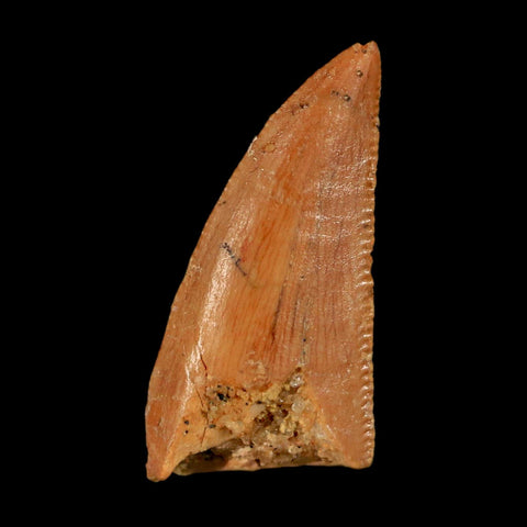 0.7" Abelisaur Serrated Tooth Fossil Cretaceous Age Dinosaur Morocco COA, Display