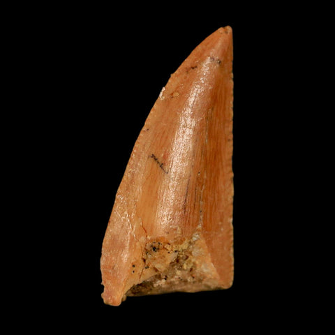 0.7" Abelisaur Serrated Tooth Fossil Cretaceous Age Dinosaur Morocco COA, Display