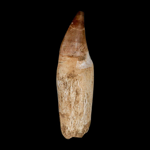 3.5" Mosasaur Prognathodon Anceps Fossil Tooth Rooted Cretaceous Dinosaur Era COA - Fossil Age Minerals