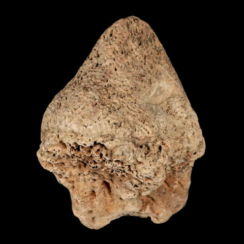 3.4" Glyptodon Fossil Osteoderm Scute Spike Plate Bony Armor Pleistocene Uruguay COA - Fossil Age Minerals