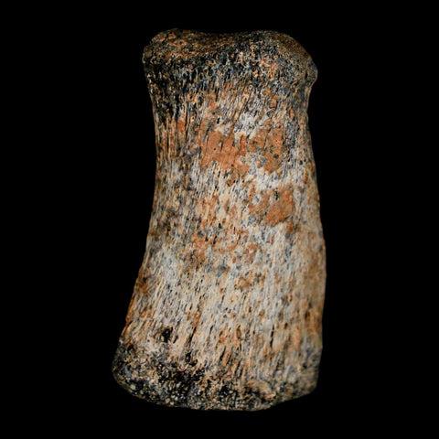 2" Brachylophosaurus Fossil Finger Bone Cretaceous Dinosaur Judith River FM MT COA - Fossil Age Minerals