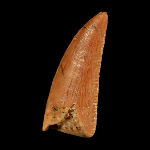 0.7" Abelisaur Serrated Tooth Fossil Cretaceous Age Dinosaur Morocco COA, Display