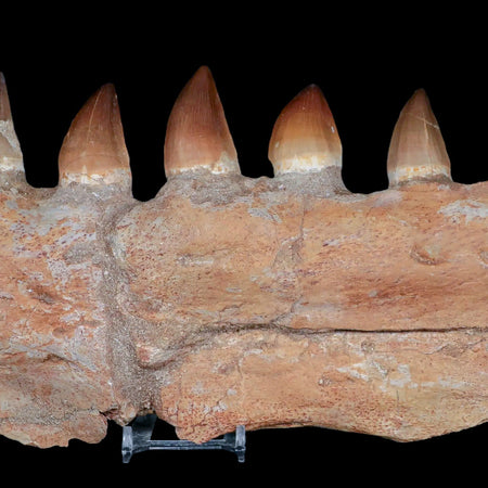 12.3" Mosasaur Platecarpus Fossil Jaw Section Teeth Cretaceous Dinosaur Era COA