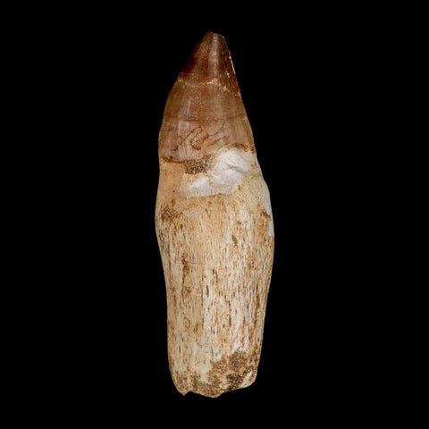 3.5" Mosasaur Prognathodon Anceps Fossil Tooth Rooted Cretaceous Dinosaur Era COA - Fossil Age Minerals