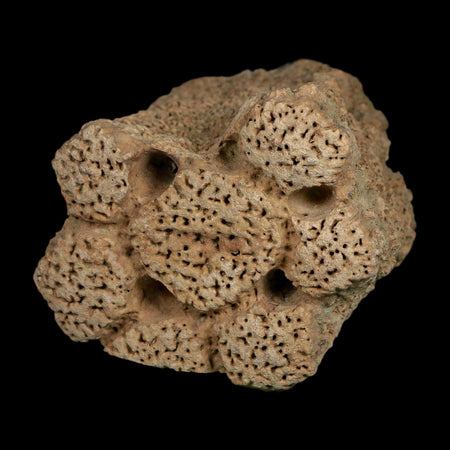 2.3" Glyptodon Fossil Osteoderm Scute Plate Bony Armor Pleistocene Uruguay COA
