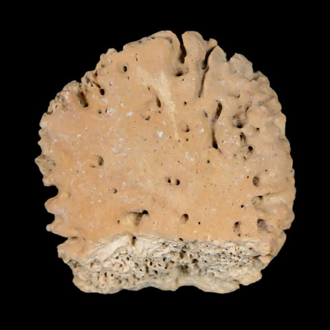 1.4" Glyptodon Fossil Osteoderm Scute Plate Bony Armor Pleistocene Uruguay COA - Fossil Age Minerals
