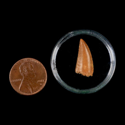 0.7" Abelisaur Serrated Tooth Fossil Cretaceous Age Dinosaur Morocco COA, Display
