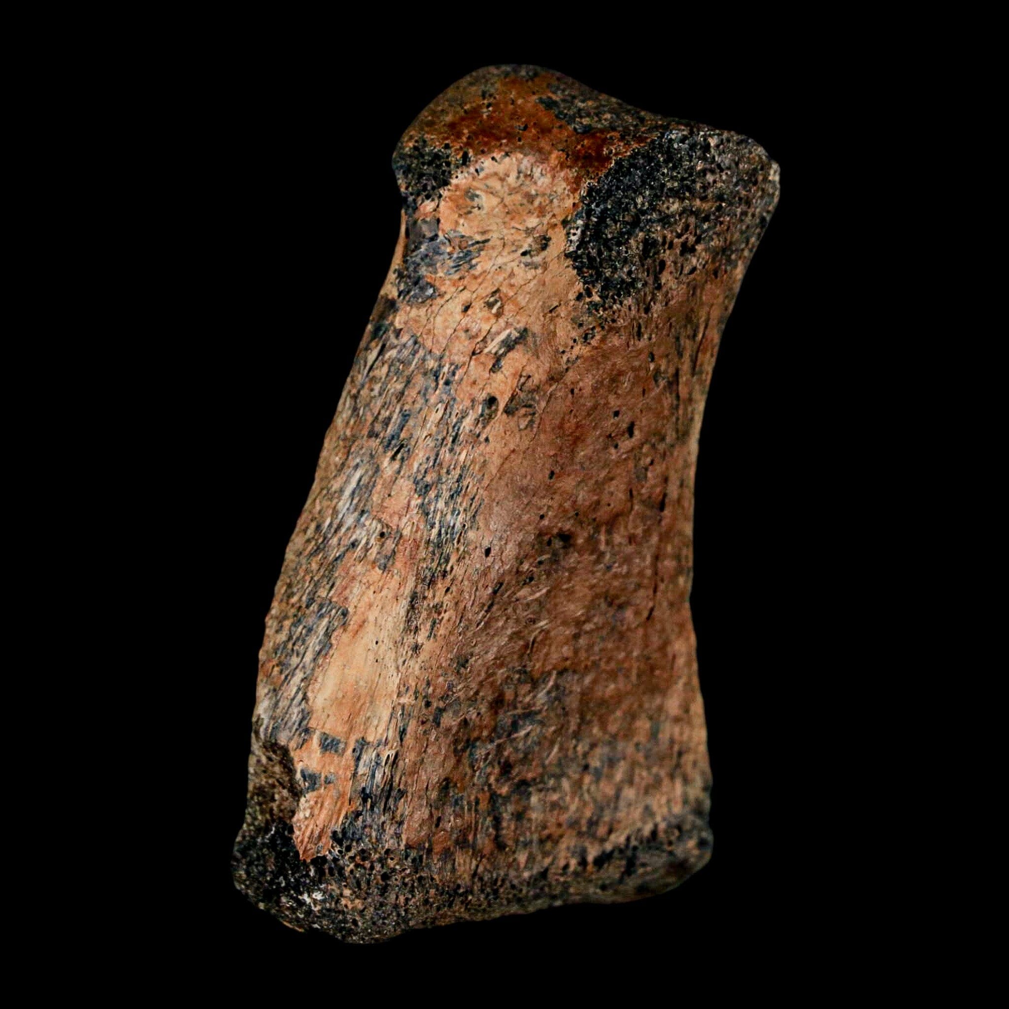 2" Brachylophosaurus Fossil Finger Bone Cretaceous Dinosaur Judith River FM MT COA - Fossil Age Minerals