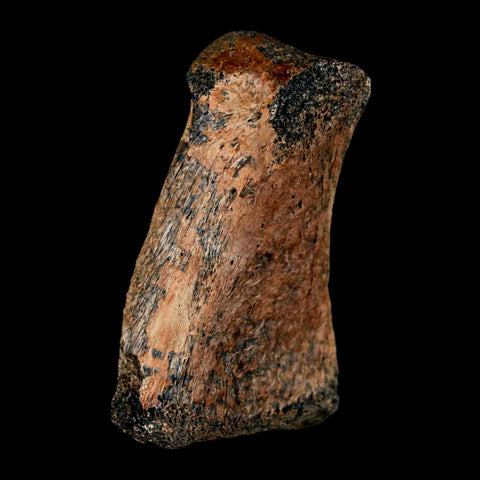 2" Brachylophosaurus Fossil Finger Bone Cretaceous Dinosaur Judith River FM MT COA - Fossil Age Minerals