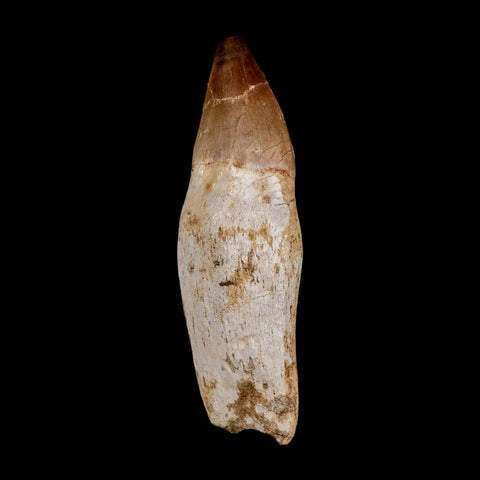 3.5" Mosasaur Prognathodon Anceps Fossil Tooth Rooted Cretaceous Dinosaur Era COA - Fossil Age Minerals