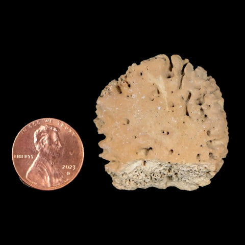 1.4" Glyptodon Fossil Osteoderm Scute Plate Bony Armor Pleistocene Uruguay COA - Fossil Age Minerals