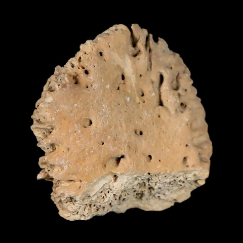 1.4" Glyptodon Fossil Osteoderm Scute Plate Bony Armor Pleistocene Uruguay COA - Fossil Age Minerals