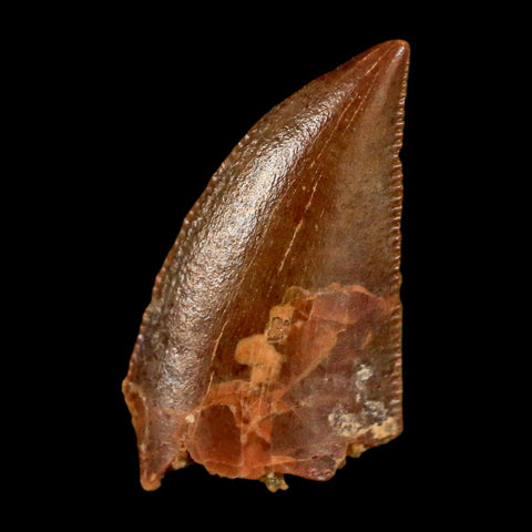 0.6" Abelisaur Serrated Tooth Fossil Cretaceous Age Dinosaur Morocco COA, Display