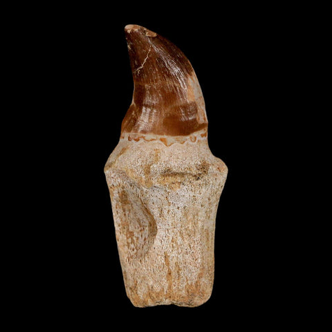 2.5" Mosasaur Prognathodon Anceps Fossil Tooth Rooted Cretaceous Dinosaur Era COA - Fossil Age Minerals
