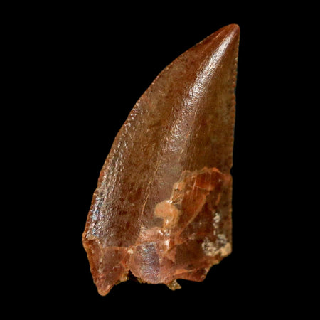 0.6" Abelisaur Serrated Tooth Fossil Cretaceous Age Dinosaur Morocco COA, Display